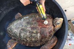 5 tartarughe tornano in libertà, la tecnologia salva le caretta caretta