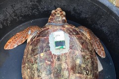 1000 tartarughe liberate in 2 anni, numeri da record per il WWF