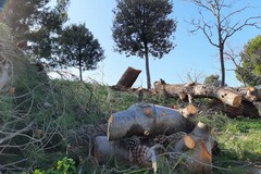 Taglio di alberi al parco di Mezzogiorno, interviene il WWF: «È una strage»