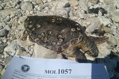 Due tartarughe morte spiaggiate a Molfetta