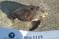Un raro esemplare di tartaruga verde recuperato a Molfetta