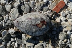 Violente mareggiate: due tartarughe spiaggiate a Molfetta