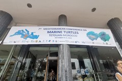 Prosegue l'attività del Centro di recupero WWF per tartarughe marine di Molfetta