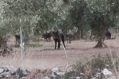 Branco di cinghiali avvistato sulla Molfetta-Terlizzi. LA FOTO