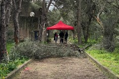 Cede un albero all'ex convento del Pulo: interrotte le visite FAI