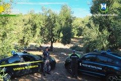 Rifiuti edili abbandonati fra gli ulivi: sequestrata un'azienda di Molfetta