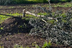 Nuova intimidazione all'imprenditore De Ruvo: tagliati 200 alberi d'ulivo
