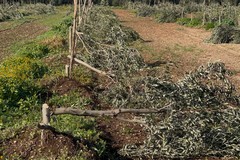 Intimidazione a Molfetta: tagliati 500 ulivi del presidente di Coldiretti