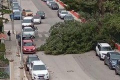 I danni del vento a Molfetta: cedimento di più alberi