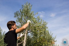 Furti di olive, la Cia: «Vanificato il lavoro e i sacrifici degli agricoltori»