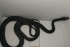 Serpente in un condominio, recuperato dai volontari del WWF