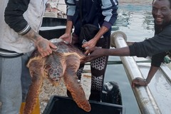 Lo strano caso della tartaruga Maghay, due volte nella rete dello stesso pescatore