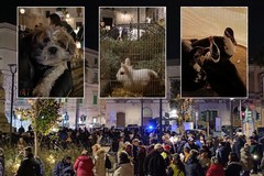 Grande partecipazione a Molfetta per la Festa di Sant’Antonio Abate - LE FOTO