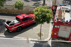 Cuccioli di gabbiano incastrati tra gli alberi: messi in sicurezza dai Vigili del Fuoco