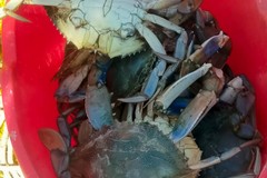Nelle acque di Molfetta è invasione di granchi blu: l'allarme di Coldiretti