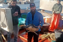 Nuovo salvataggio di una tartaruga Caretta Caretta: ora è in cura dal WWF Molfetta