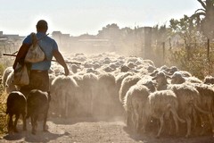 L'Archeoclub di Molfetta organizza un incontro sulla transumanza in Puglia