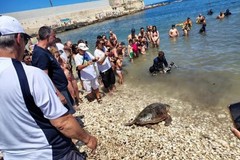 Tre tartarughe tornano in mare: grande festa della natura alla Prima Cala
