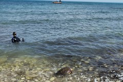Centro Recupero Tartarughe Marine WWF Molfetta: liberate tre tartarughe