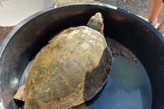 A Molfetta liberate due tartarughe grazie al WWF