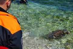 Settimana Blu a Molfetta: liberate in mare due tartarughe