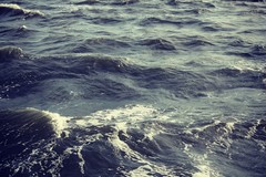 "Il mare è la loro casa" fa tappa a Molfetta: al via la campagna per la tutela degli animali acquatici