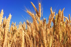 Coldiretti: «Accordo Russia-Ucraina, dopo mesi potrebbe scendere il pezzo di grano e frumento»