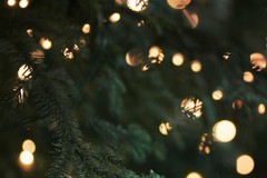 Un grande albero di Natale svetterà dal 7 dicembre davanti alla Cattedrale