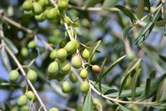 L’olio extravergine d’oliva Ciccolella tra i cento migliori oli del mondo