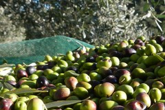 Raccolta della olive. Guardi campestri di Molfetta soddisfatte del lavoro svolto