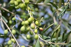 Domenica 18 giugno torna l'iniziativa "Merenda nell’Oliveta" a Molfetta