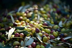 Furti di olive in campagna, la CIA Puglia: «Serve polizia rurale regionale»