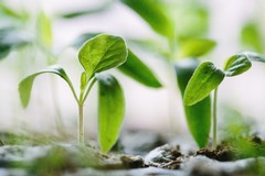 Nel giardino pubblico di Via Papa Montini sarà realizzato un orto urbano