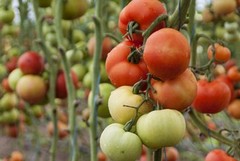 Agricoltura, scienziati in Simposio nel Museo Diocesano di Molfetta