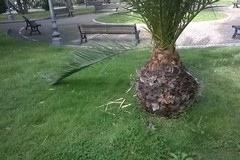 "Domenica delle Palme": danneggiate piante in città per recuperare il fogliame