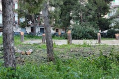 L'APS Radici: «A Molfetta urge una maggiore attenzione sulla gestione del verde pubblico»