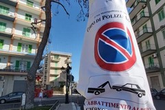 Pino abbattuto in Piazza Moro, interviene anche Legambiente Molfetta