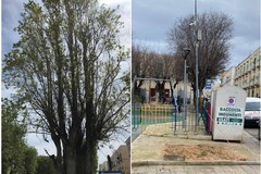 Legambiente Molfetta: «Ecco quel che resta del pioppo su Corso Fornari»