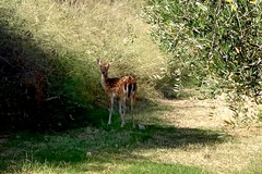 Un giovane daino avvistato a Molfetta: l'appello del WWF per rintracciarlo