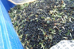 Produzione olio: quest'anno -30% a causa della siccità