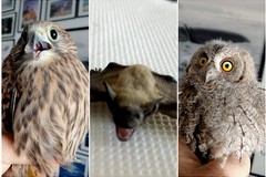 Sempre più fauna selvatica al Centro WWF di Molfetta: è il punto di riferimento del Nord Barese e della BAT
