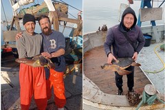 La rete della solidarietà in mare: i recuperi del WWF Molfetta