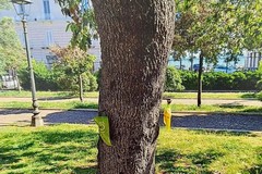 Lecci più sani e protetti: al via a Molfetta i trattamenti “salva alberi” a impatto zero