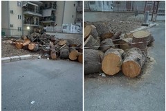 Verde pubblico, la consigliera Azzollini: «A Molfetta reazioni con due pesi e due misure»