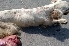 Setter agonizzante e gravemente malato abbandonato davanti al canile