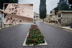 Cimitero comunale, al via interventi di falconeria per contrastare i volatili molesti