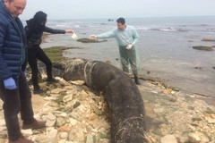 Sette metri e due tonnellate: squalo elefante ritrovato a Cala San Giacomo