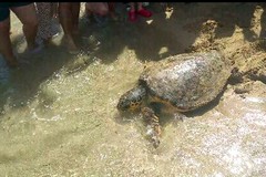Riconquistano il mare dieci tartarughe "curate" a Molfetta