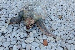 Tartaruga spiaggiata nei pressi dello stadio Poli. Uccisa da una lenza