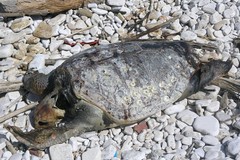 Oltre cento tartarughe marine morte in un anno